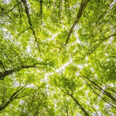 Warum wir Walder brauchen 240x240 - Warum wir Wälder brauchen