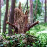 Reste im Garten einfach kleinschneiden 150x150 - Reste im Garten einfach kleinschneiden